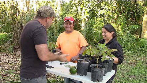 How to Graft an Avocado Tree