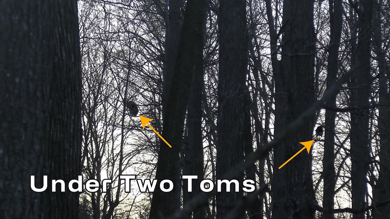 Two Gobblers In The Tree Next To Us!!!! Michigan Turkey Hunting