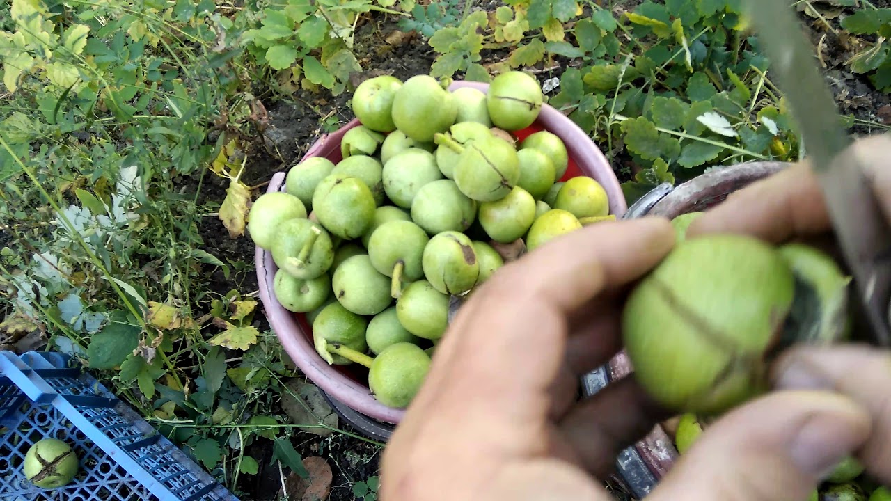ГРЕЦКИЙ ОРЕХ ! СОБИРАЕМ ЧИСТИМ! УРОЖАЙ 2019! WALNUTS! COLLECT, CLEAN! THE HARVEST OF 2019!,