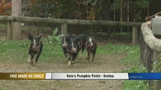 7,000th Pig Race at Vala's