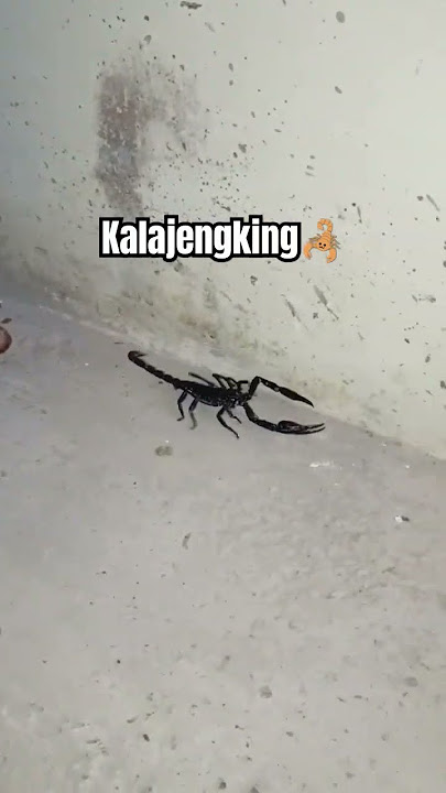 KALAJENGKING🦂 #scorpion #kalajengking #scorpio #scorpions #hewanberbisa #shorts #youtubeshorts