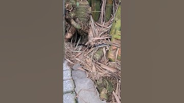 Bất Ngờ Gặp Rắn Trung #shortvideo