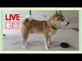 【柴犬ライブ動画　その112】柴犬まめの平凡な日常
