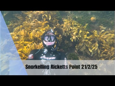 Snorkelling Ricketts Point (21/2/25)