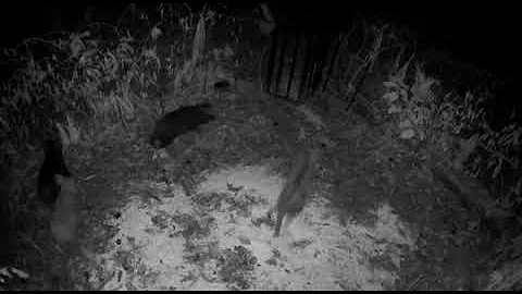 Hog Trap Trigger in action