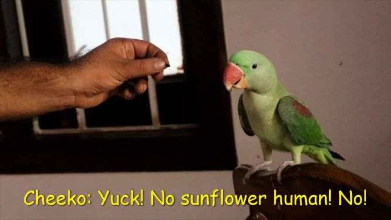What is Treat Value in parrot training? What should be the treat