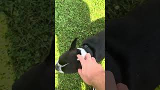 I met Odin and Jordie #dog #dogvideos #dogshorts #dogs