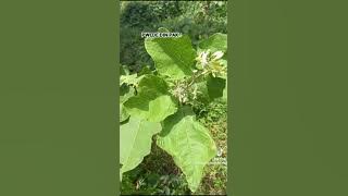 gamot na nakukuha sa talong talongan