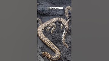 अयोध्या में जेसीबी की खुदाई के दौरान इतने सारे विशालकाय अजगर सापो को कैसे रेस्क्यु किया गया..😱😱🐍🐍