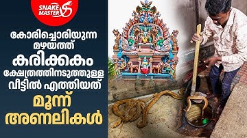 തിരുമേനി വിളിച്ചു, മൂന്ന് കിടിലൻ അണലികളെ പിടികൂടി | Vava Suresh | Snakemaster 1138