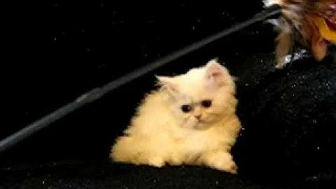 Watch the video about Tiny Teacup White Persian from www.tcup-persians.com