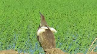 Stand by your Bittern