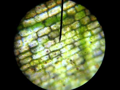celstroming waterpest cytoplasmic streaming in Elodea Cyclosis - YouTube