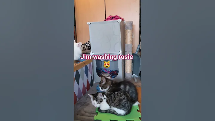 Watch the video about Jim washing his sister #kitten 😻
