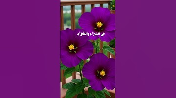 #محمد_ايوب #القرآن_الكريم #تلاوة_خاشعة #تلاوة_هادئة #تلاوات_عطرة #اكسبلور #المصحف #دويتو #duet #لايك