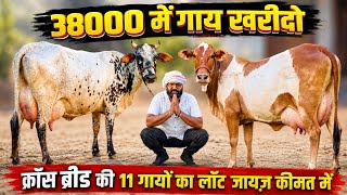 38000 से गायों के दाम💥14 से 25 लीटर दूध👍11 गाय बिकाऊ💥11 Cows For Sale At Genuine Price 