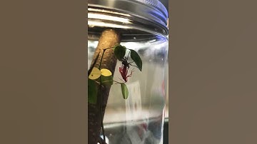 Amazing process of shield bugs