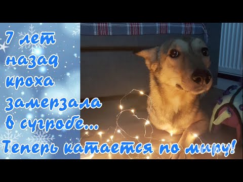 7 лет назад кроха замерзала в сугробе... Теперь катается по миру!