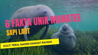 6 Fakta Unik Manatee Sapi Laut yang Punya Kulit Tebal dan Sifat Ramah