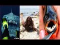 Catching Seafood 🦀🐙 ASMR Relaxing (Catch Shark , Catch Fish ,Deep Sea Monster ) - Tik Tok #201