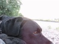 Hund am Rhein