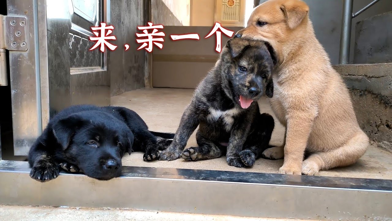 一窝狗崽，三种性格，最后分享我家的菜园子