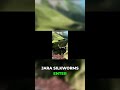 The stage where silkworms prepare their transformation #silkworm #insects #shorts