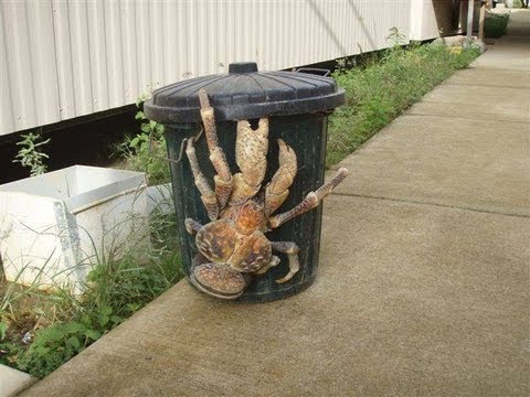 Pollution Responsible for Huge Super Crabs?