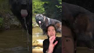 Wolf prophecy @Wolfs_of_cigo