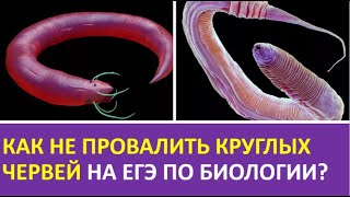 5б. Как не провалить круглых червей на ЕГЭ по биологии? 5б. Как не провалить круглых червей на ЕГЭ по биологии?