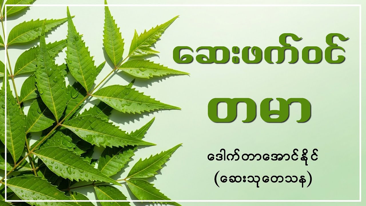ဆေးဖက်၀င်တမာ | Herbal Wisdom Myanmar | Neem Health Benefits
