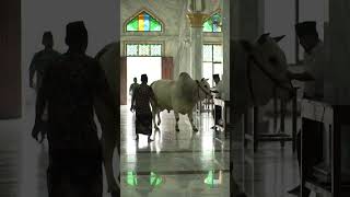 Sapi Kurban Mengamuk Di Dalam Masjid Panitia Langsung Panik 