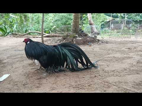 Video gà ô tân châu kiểng ...ae xem vui - youtube