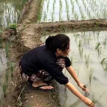 cewek cantik biasa di sawah - story wa dangdut koplo terbaru