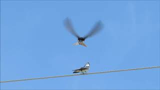 Tree Swallows mating