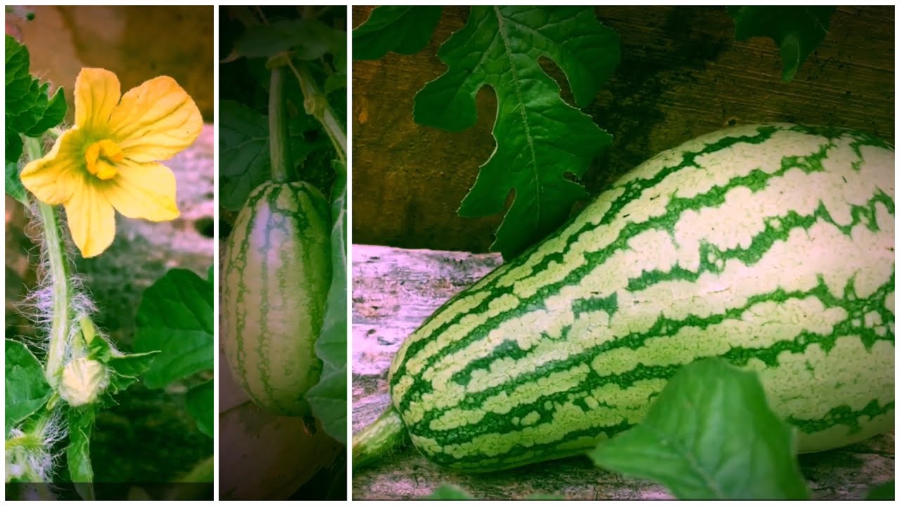 Growing water melons in containers YouTube