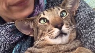 After nearly losing his life, cat now won't stop talking