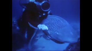 Female Scuba Diver Wrestles Shark 1960