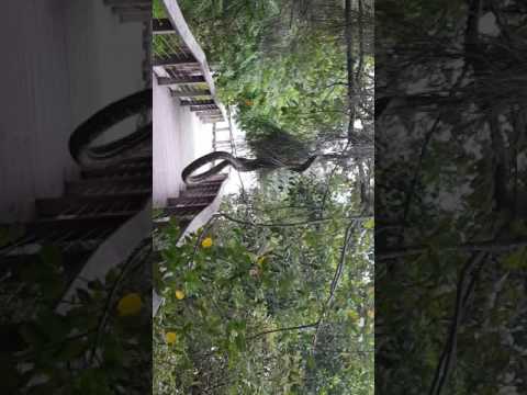 Big Python hanging out in a tree MASSIVE!!!
