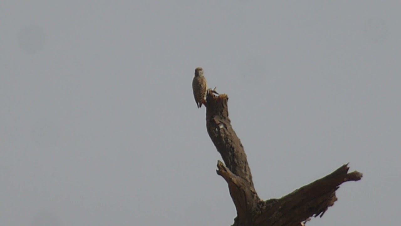 Little Grey Woodpecker, Dendropicos elachus, female, Richard Toll, Senegal, 22 Febr 2020