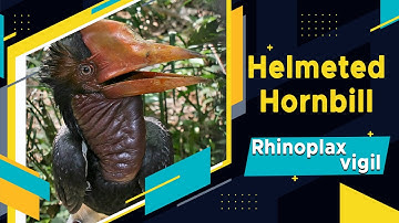 Helmeted Hornbill Rhinoplax vigil with natural sounds | Beautiful | Cute | Smart Bird | Amazing