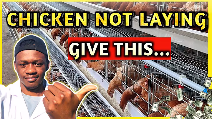 10 Reasons Why Your Chicken Have Stopped Laying Eggs |Poultry Farming