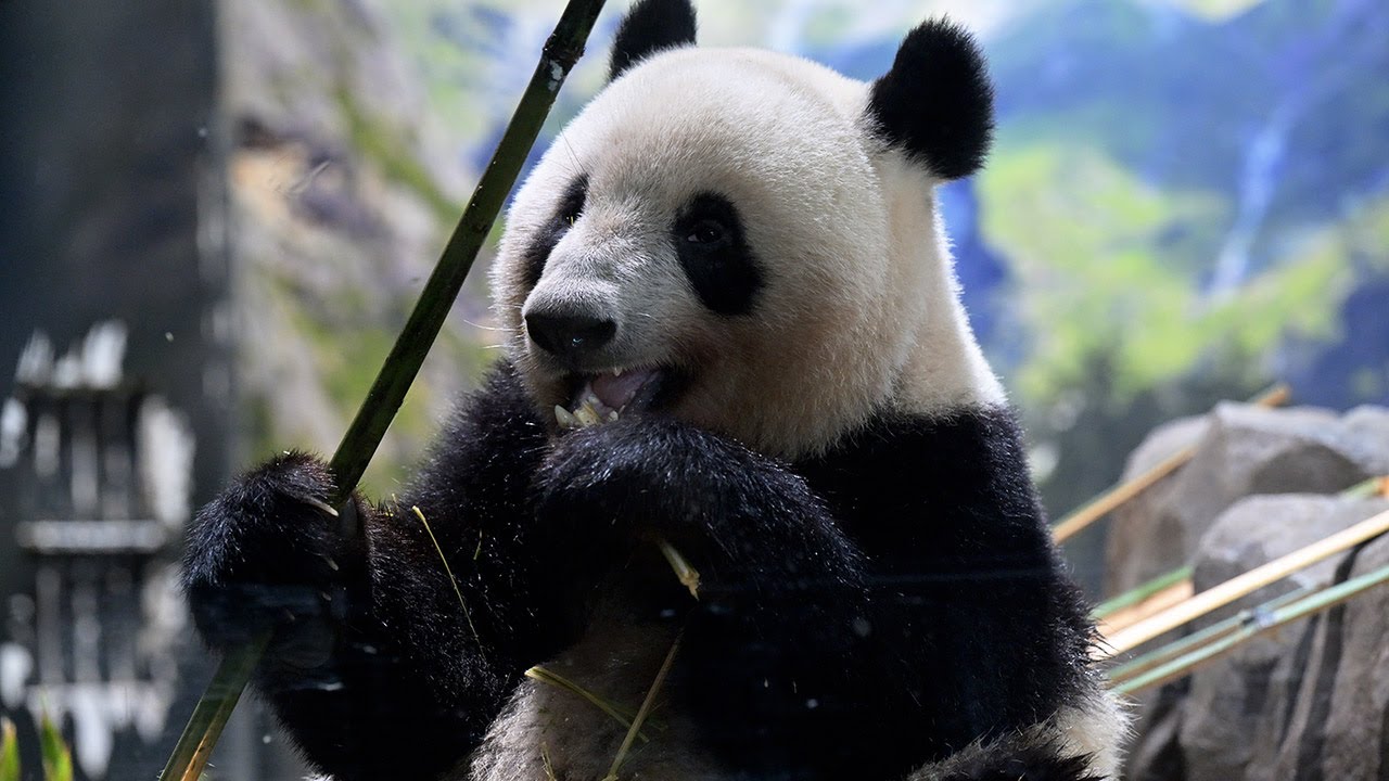 パンダのまま ポップマート スカルパンダ レイジー パンダ ぬいぐるみ ペンダント 6