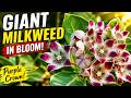 Giant Milkweed (Calotropis Procera) Botanical Closeup & Medicinal Shrub Overview