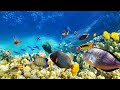 🎧 Stunning Aquarium with 4 Hours Relaxing Music➤Beautiful Aquarium➤Relaxing Ocean Fish➤ULTRA HD1080P