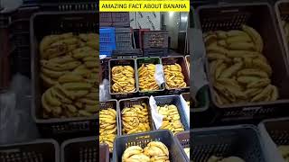 Amazing Banana Facts 🍌 #facts #science #shorts #short