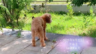 3ヵ月ぶりのお庭散策。夏が終わり、秋が始まる。肺水腫から11ヵ月。