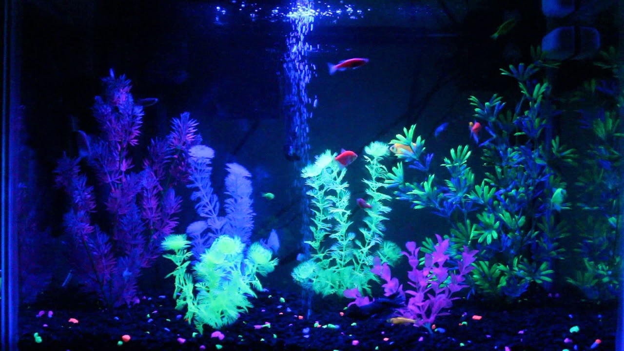 how-are-glofish-made-youtube