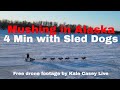 Fly next to sled dogs for 4 minutes in frozen alaska amazing 40f mushing with hunter keefe