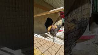 Nefesini Yetiştiremeyen Horoz Öterken Bayıldı - Denizli Haberleri - Haberdeni̇zli̇